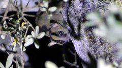 Montagne D'ambre Fork-Marked Lemur photo 2