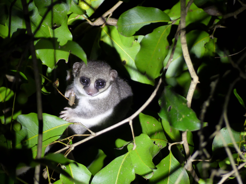 Ankarana Dwarf Lemur (Cheirogaleus shethi) — Endangered Mammalia