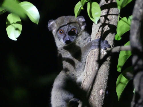 Sahafary Sportive Lemur (Lepilemur septentrionalis) — Critically Endangered Mammalia