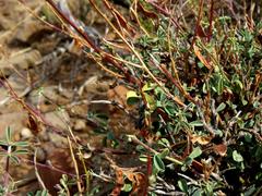 Indigofera sessiliflora
