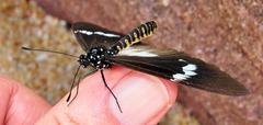 Acraea aganice aganice