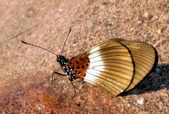 Acraea aganice aganice