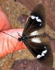 Acraea aganice aganice