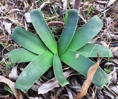 Ammocharis longifolia