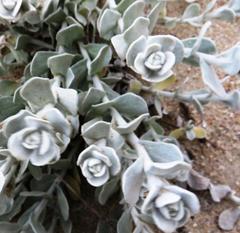 Helichrysum crispum