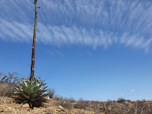Agave vizcainoensis