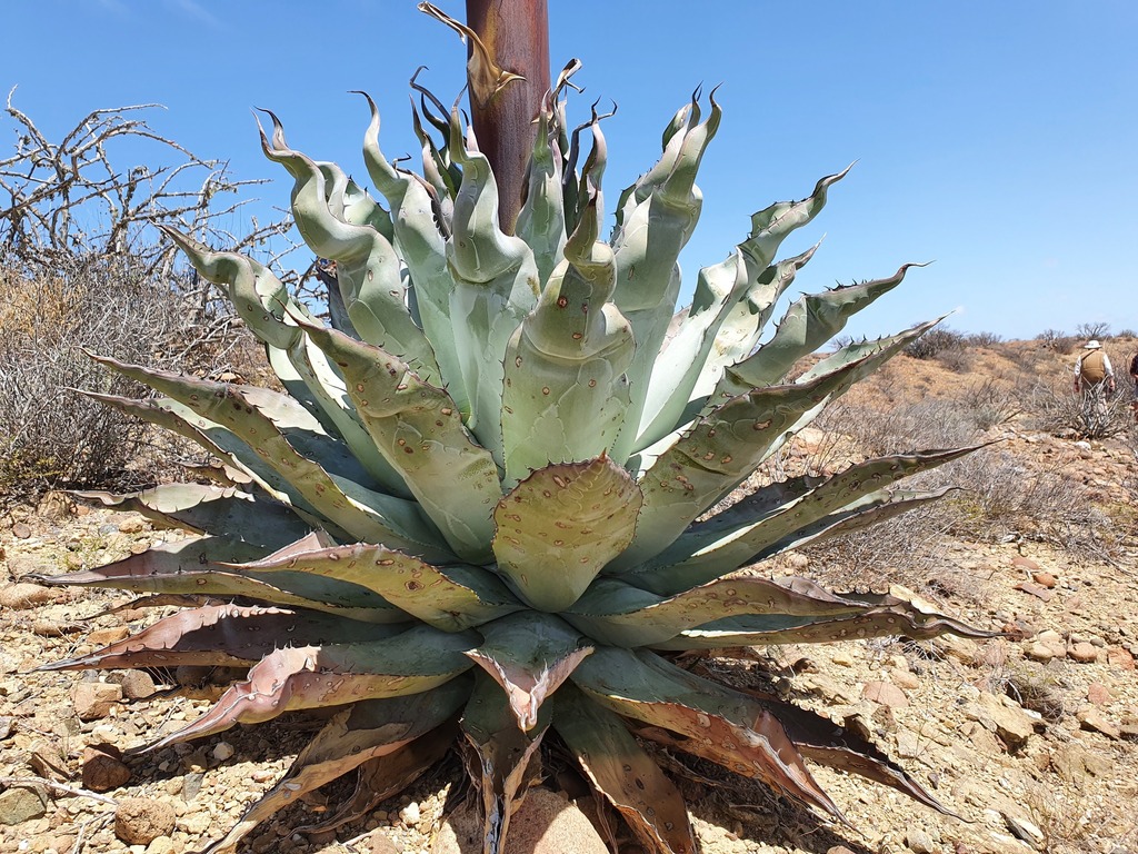 Agave vizcainoensis, Mulegé Municipality, BCS, Mexico
