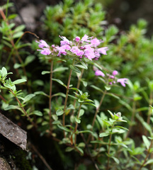 Thymus inaequalis