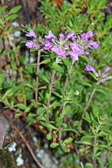 Thymus inaequalis