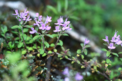 Thymus inaequalis