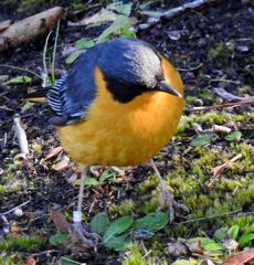 Cossypha dichroa dichroa