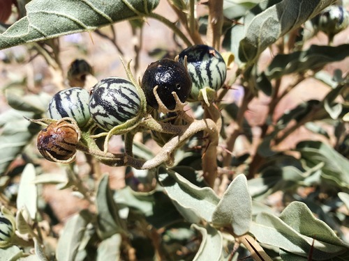 Baja California nightshade
