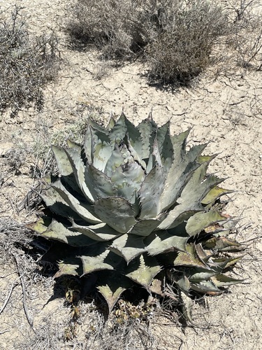 Agave vizcainoensis