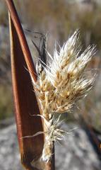 Ceratocaryum decipiens