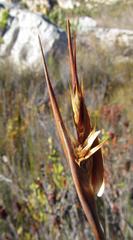 Ceratocaryum decipiens