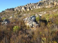 Ceratocaryum decipiens