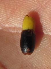 Ceratocaryum decipiens