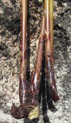 Ceratocaryum decipiens