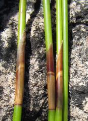 Ceratocaryum decipiens