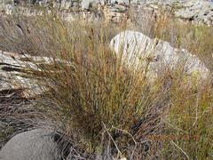 Ceratocaryum decipiens