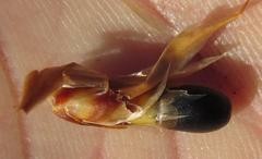 Ceratocaryum decipiens