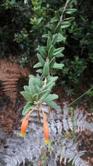 Siphocampylus columnae