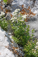 Galium platygalium