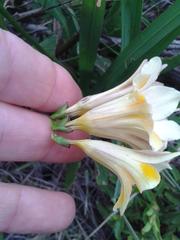 Freesia fergusoniae