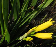 Cyrtanthus breviflorus