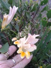 Freesia fergusoniae