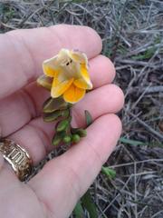 Freesia fergusoniae