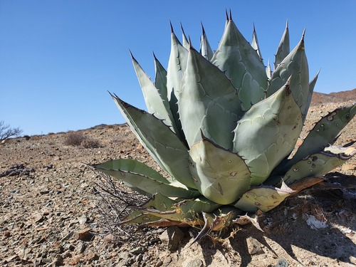 Agave vizcainoensis