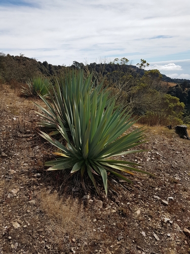 Furcraea quicheensis