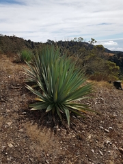 Furcraea quicheensis