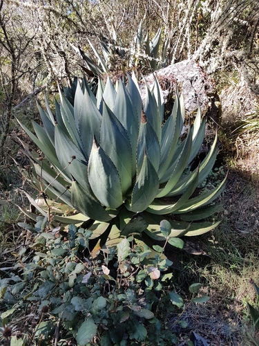 Agave hurteri