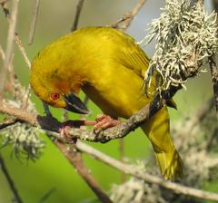 Ploceus subaureus subaureus