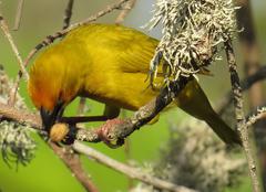 Ploceus subaureus subaureus