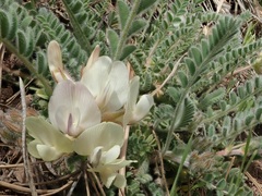 Astragalus parryi