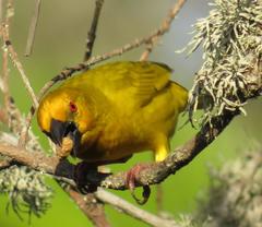 Ploceus subaureus subaureus