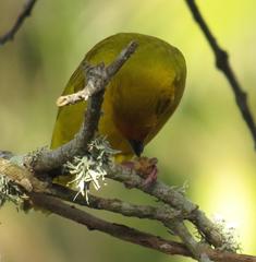 Ploceus subaureus subaureus