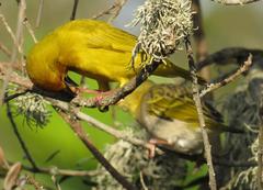 Ploceus subaureus subaureus