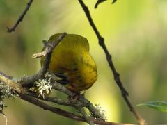 Ploceus subaureus subaureus