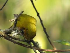 Ploceus subaureus subaureus