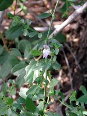 Justicia orchioides glabrata