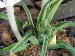 Tetramorium signatum