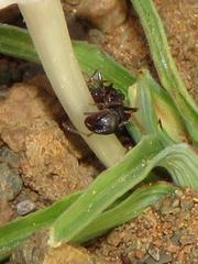 Tetramorium signatum