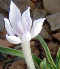 Tetramorium signatum