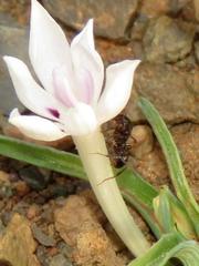 Tetramorium signatum