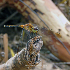 Erythrodiplax nigricans