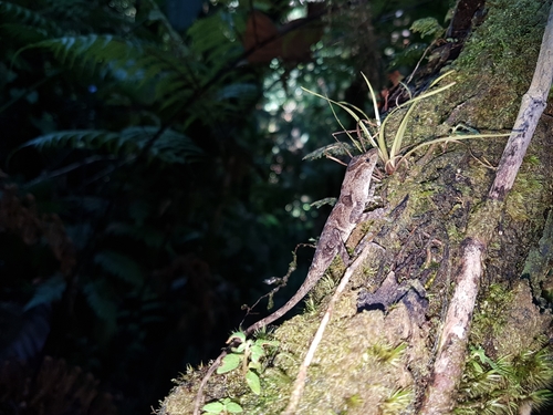 Anolis cobanensis